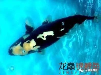 生肖所专属的风水锦鲤 乌鲁木齐水族批发市场 乌鲁木齐龙鱼第6张 生肖所专属的风水锦鲤 乌鲁木齐水族批发市场 乌鲁木齐龙鱼第6张